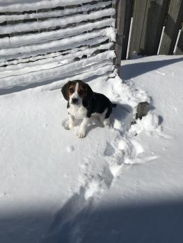 Leeloo, Beagle