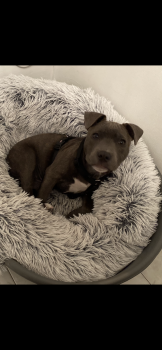 Rolly, Staffordshire Bull Terrier