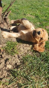 Murphy Ankaranski Lin, Cocker Spaniel Inglés