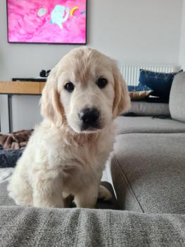 Romy, Golden Retriever
