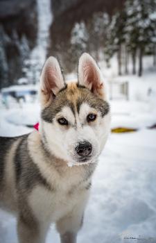 Nora, Husky Siberien