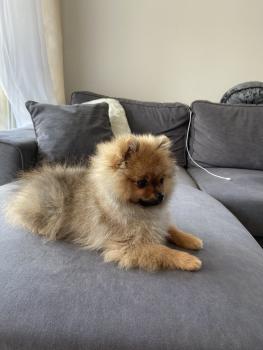 Mochi, Spitz
