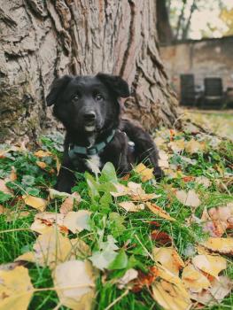 Kobe, Border Collie