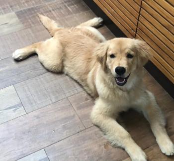 Athena, Golden Retriever