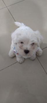 Loki M, Maltés