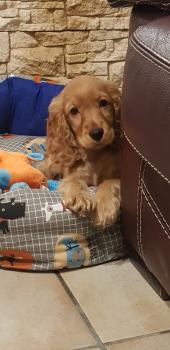 Gaia, Cocker Spaniel Inglés