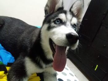 Máximo, Husky Siberiano