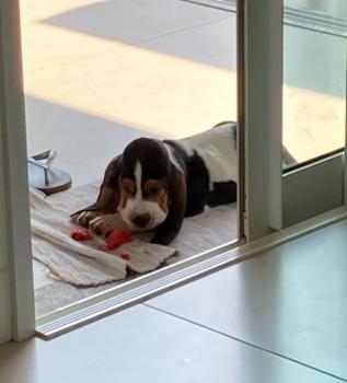 Burke, Basset Hound
