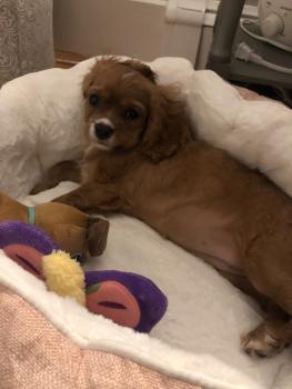 Bella, Cavalier King Charles Spaniel