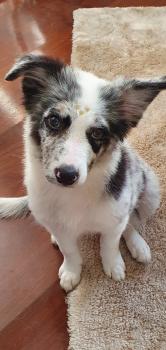 Zoe, Border Collie
