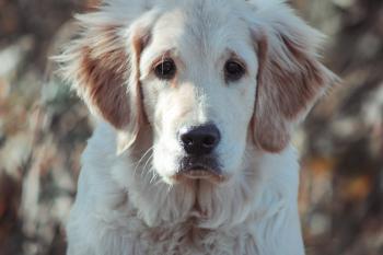 Remarquable Harry des Âmes soeurs, Golden Retriever