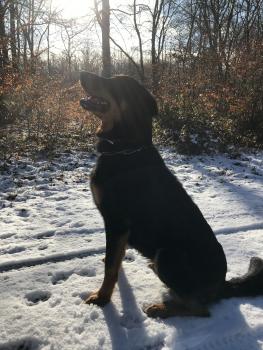 Pégase, Beauceron