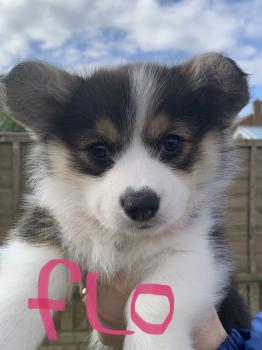 Florence, Corgi Galés De Pembroke