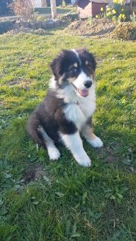 Shadow, Berger Australien