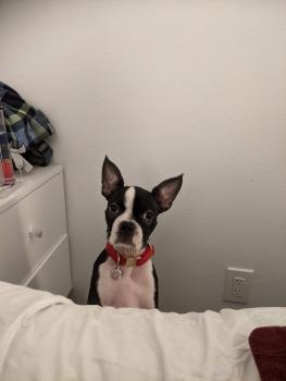 Sadie, Boston Terrier