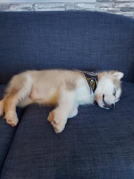 Skye, Malamute