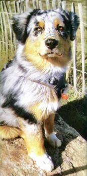 Ryo, Australian Shepherd Dog