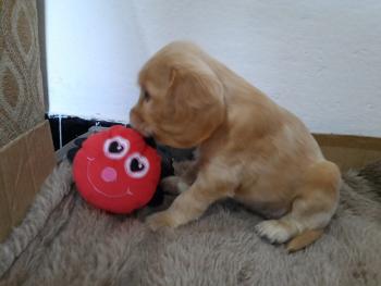 Nube, Cocker Spaniel