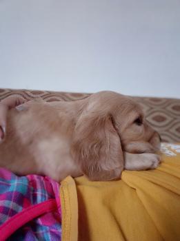 Nube, Cocker Spaniel