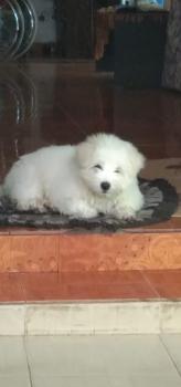 Misty, Terrier Tibetano