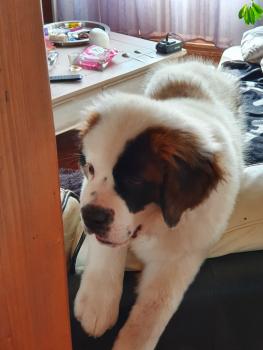 roosewelt, San Bernardo