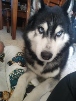 Zephyr, Siberian Husky