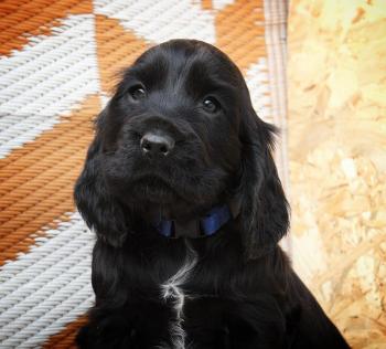 Shadow, Cocker Spaniel
