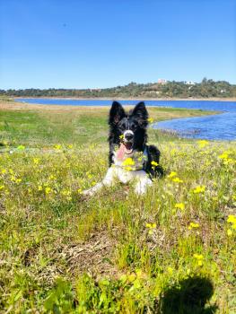 Freya, Border Collie