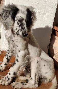 KIRA, Setter Inglés
