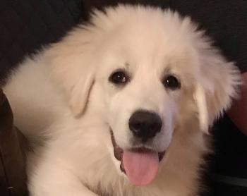 Simba, Montagne des Pyrenees