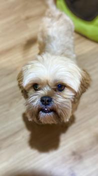 Infante, Lhassa Apso