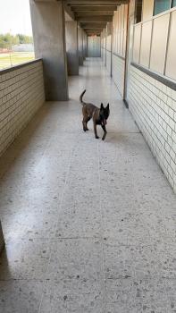 Infante, Malinois