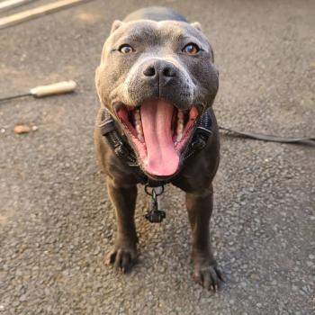Ragnar, Staffordshire Bull Terrier