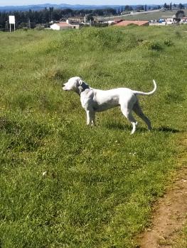 Paco, Dogo Argentino