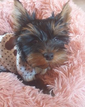 Reglisse, Yorkshire Terrier