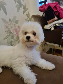 Luna, Bichon