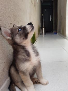 Jhon Snow, Husky Siberiano