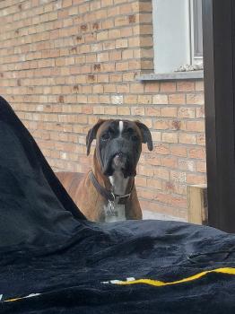 Tao, Boxer