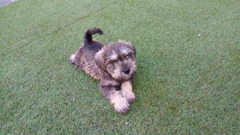 Max, Schnauzer Miniatura