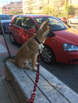 Alba, Belgischer Schäferhund