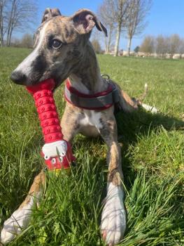 Rhéva, Whippet