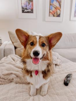 Ahi, Welsh Corgi Pembroke