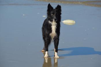 Flocon, Border Collie