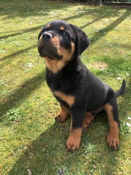 Ares, Rottweiler