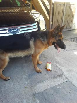 Dolly, Perro Pastor Alemán
