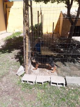 thomas, Berger Allemand