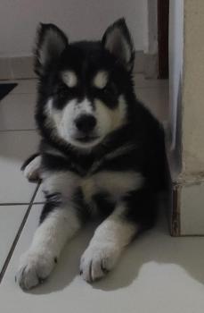 SPIKE, Husky Siberien