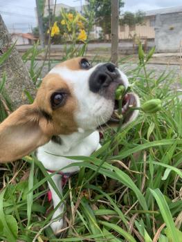 Jujuba, Beagle