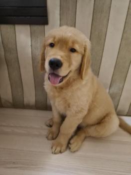 Legolas, Golden Retriever