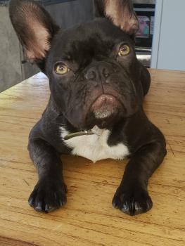 Ruko, Bulldog Francés